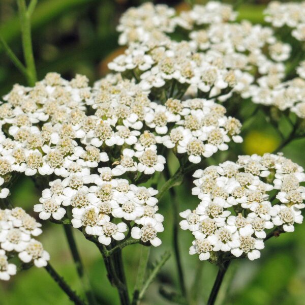 Achillée millefeuille (Achillea millefolium) graines