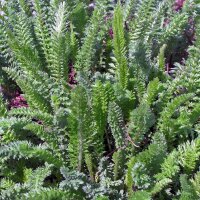 Achillée millefeuille (Achillea millefolium) graines