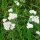 Achillée millefeuille (Achillea millefolium) graines