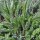 Achillée millefeuille (Achillea millefolium) graines