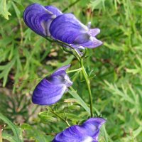 Aconit napel (Aconitum napellus) graines