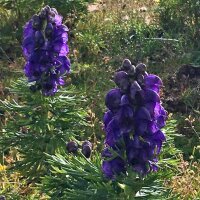 Aconit napel (Aconitum napellus) graines