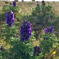 Aconit napel (Aconitum napellus) graines