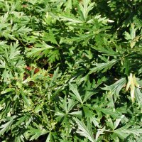 Aconit napel (Aconitum napellus) graines