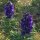 Aconit napel (Aconitum napellus) graines