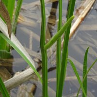 Acore odorant (Acorus calamus) graines