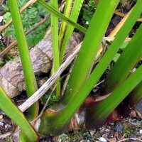 Acore odorant (Acorus calamus) graines