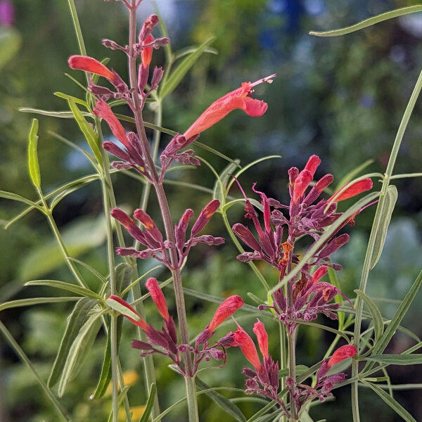 Hysope mexicaine (Agastache mexicana) graines