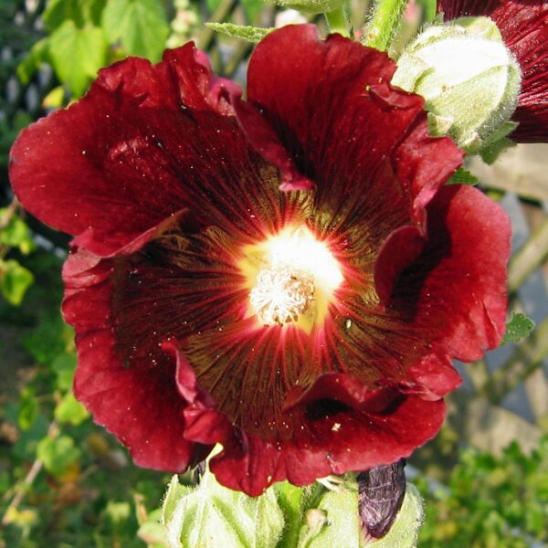 Passerose noire (Alcea rosea var. nigra) graines