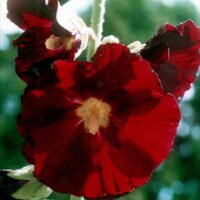 Passerose noire (Alcea rosea var. nigra) graines