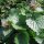 Herbe à ail (Alliaria petiolata) graines