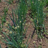 Ciboule (Allium fistulosum) graines