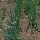 Ciboule (Allium fistulosum) graines