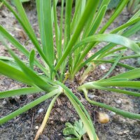 Ail des montagnes (Allium senescens) graines