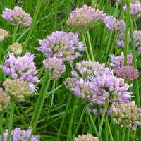 Ail des montagnes (Allium senescens) graines