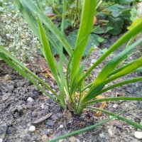 Ail des montagnes (Allium senescens) graines