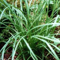 Ciboule de chine (Allium odorum) graines