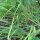 Ciboule de chine (Allium odorum) graines