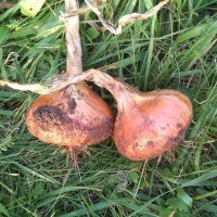 Oignon Stuttgarter Riesen (Allium cepa) graines