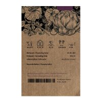 Oignon Stuttgarter Riesen (Allium cepa) graines