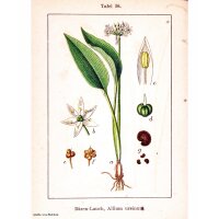 Ail des ours (Allium ursinum) graines