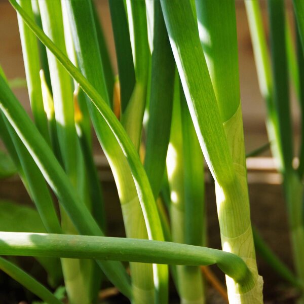 Ciboule Ishikura (Allium fistulosum) graines