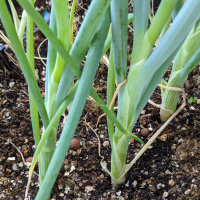 Ciboule Japonaise Shimonita (Allium fistulosum) graines