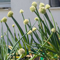 Ciboule Japonaise Shimonita (Allium fistulosum) graines