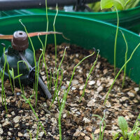 Ciboule Japonaise Shimonita (Allium fistulosum) graines
