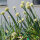 Ciboule Japonaise Shimonita (Allium fistulosum) graines