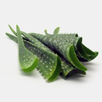Aloe vera (Aloe barbadensis) graines