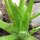 Aloe vera (Aloe barbadensis) graines