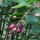 Amélanchier à feuilles ovales (Amelanchier ovalis) graines