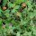 Mouron rouge (Anagallis arvensis) graines