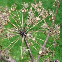 Angélique officinale (Angelica archangelica) graines