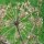Angélique officinale (Angelica archangelica) graines