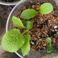 Bardane comestible (Arctium lappa var. sativa) graines