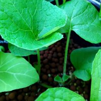 Bardane comestible (Arctium lappa var. sativa) graines