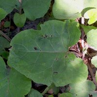 Bardane comestible (Arctium lappa var. sativa) graines