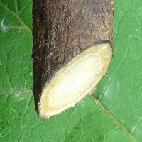 Bardane comestible (Arctium lappa var. sativa) graines