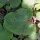 Bardane comestible (Arctium lappa var. sativa) graines