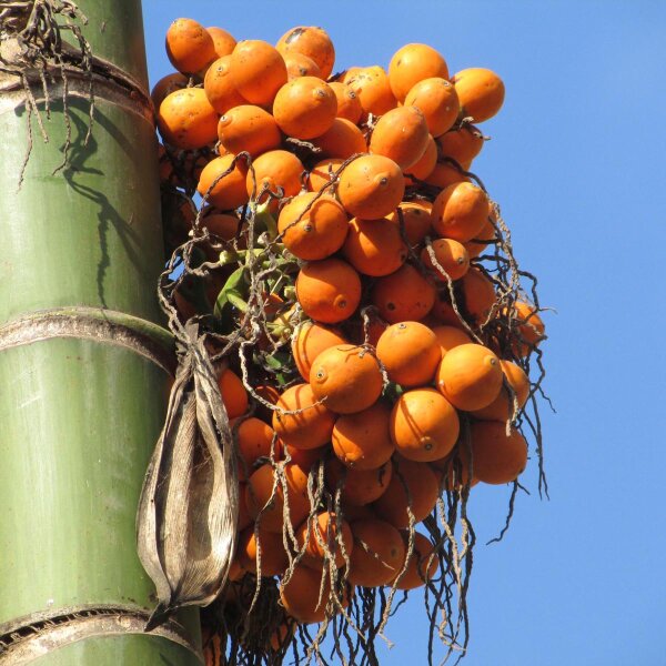 Palmier à bétel / noix darec (Areca catechu) graines