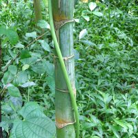 Palmier à bétel / noix darec (Areca...