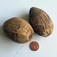 Palmier à bétel / noix darec (Areca catechu) graines