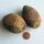 Palmier à bétel / noix darec (Areca catechu) graines