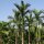Palmier à bétel / noix darec (Areca catechu) graines