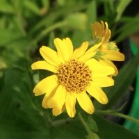 Arnica américaine (Arnica chamissonis ssp. foliosa) graines