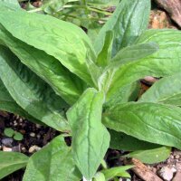 Arnica américaine (Arnica chamissonis ssp....