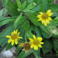 Arnica américaine (Arnica chamissonis ssp. foliosa) graines