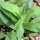Arnica américaine (Arnica chamissonis ssp. foliosa) graines